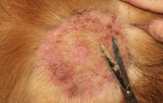 猫螨虫皮肤病症状图片图片
