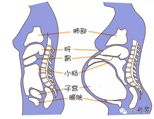 孕晚期胎儿压迫内脏图图片