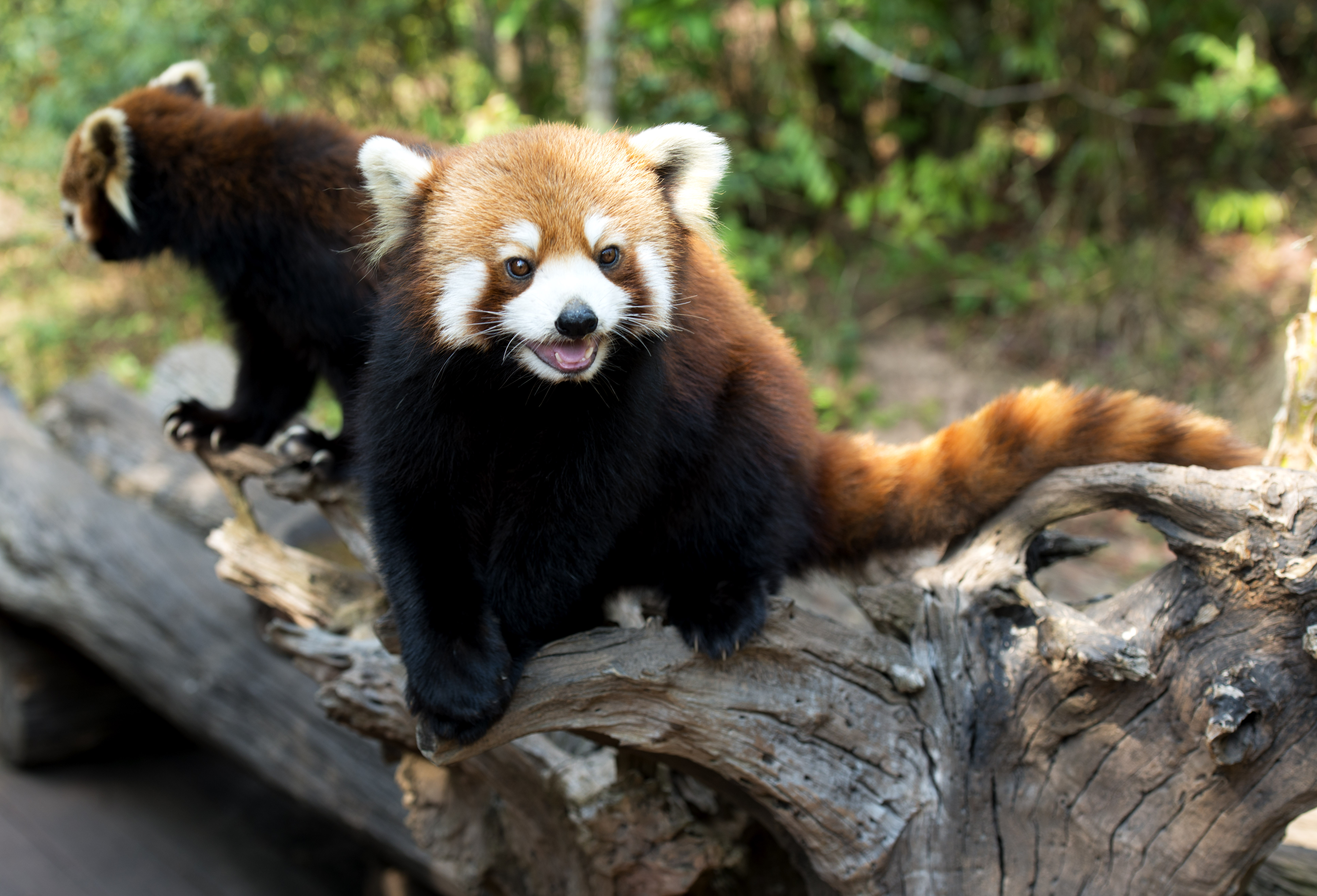 【普洱太阳河国家公园—与动物密切接触】摄影:王刚这种小熊猫虽然