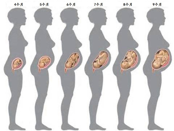 怀男女宝宝肚子形状图图片