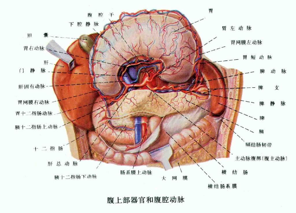 腹部是人体生命点拍肚子不仅能瘦,好处还这么多,手把手教你瘦十斤,超