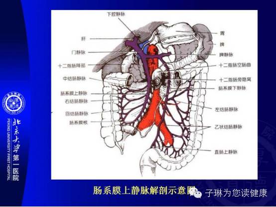 左肠系膜窦图片