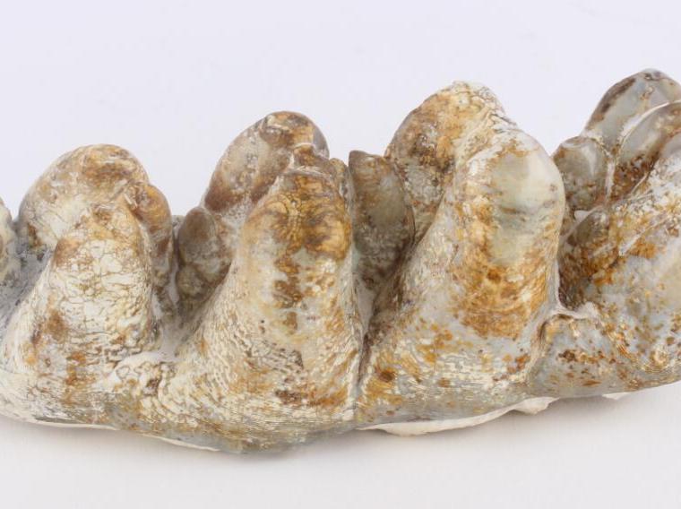 白垩纪动物牙齿化石