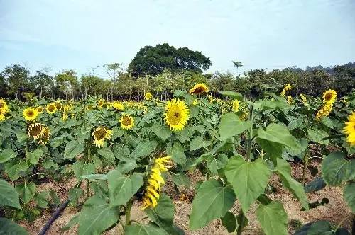 永泰云顶旅游区 柘荣东源鸳鸯草岭运动休闲项目 惠安葵花休闲农业生态