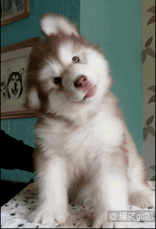 阿拉斯加犬图片表情包图片
