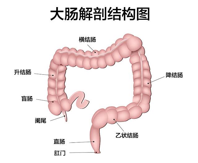 肠道连接顺序图片