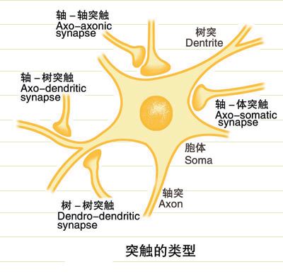 突触小体的结构示意图图片