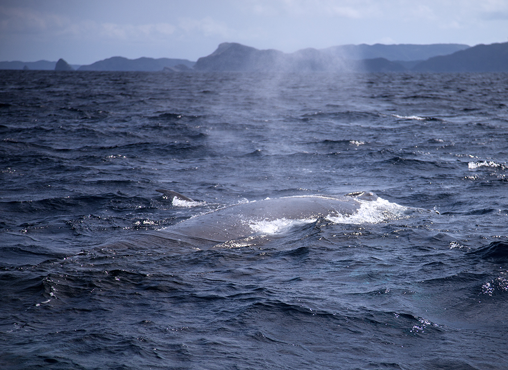 虎鲸水柱图片