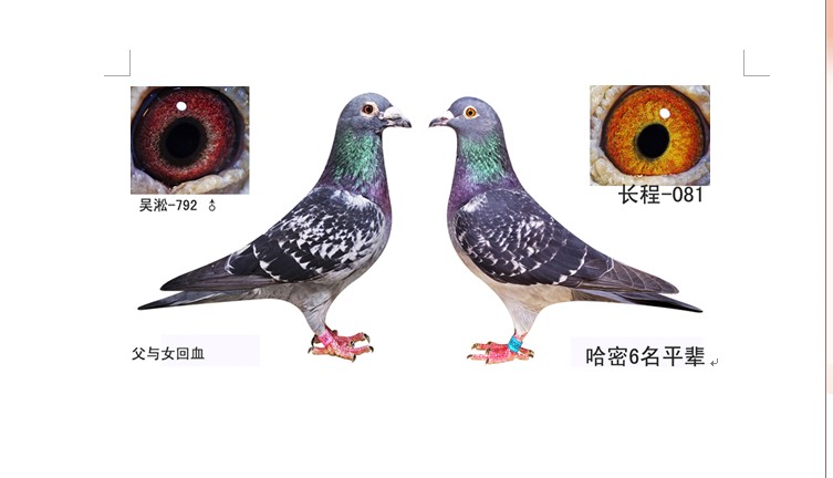 紫罗兰鸽眼配对图图片