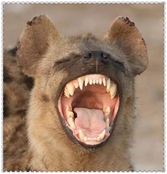 鬣狗牙齿咬合力图片