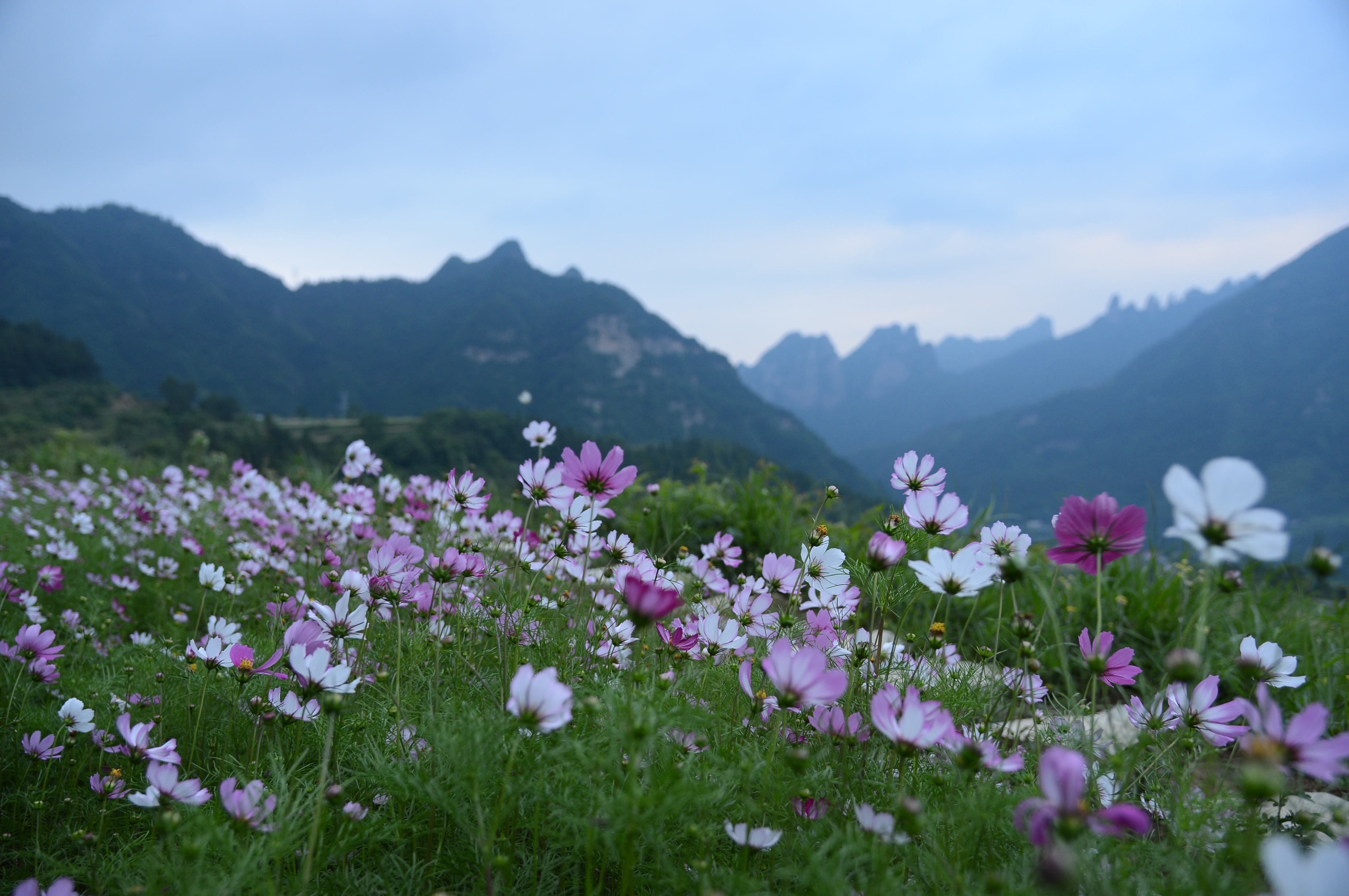 格桑花遇上张家界 可不可以不这样美?