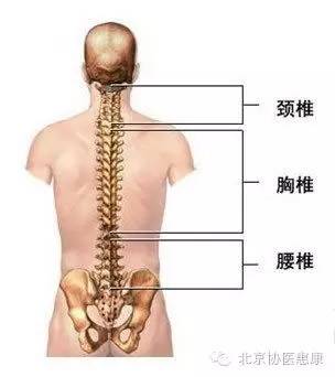 人体腰的位置图片