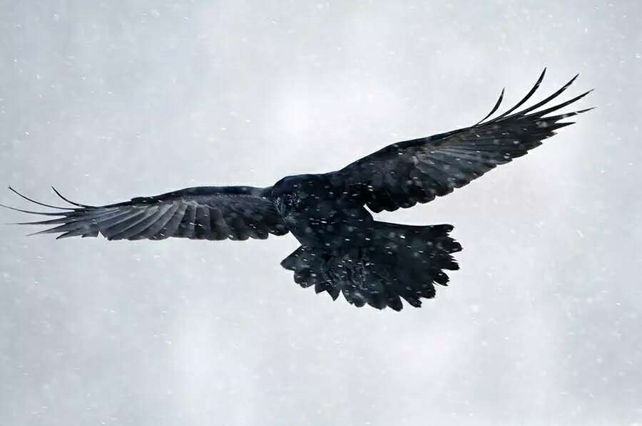 村庄里的雪:一只乌鸦使天空黑暗