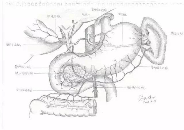 腹腔干及其分支手绘图图片