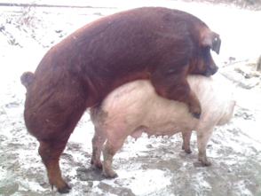 猪的繁殖过程图片