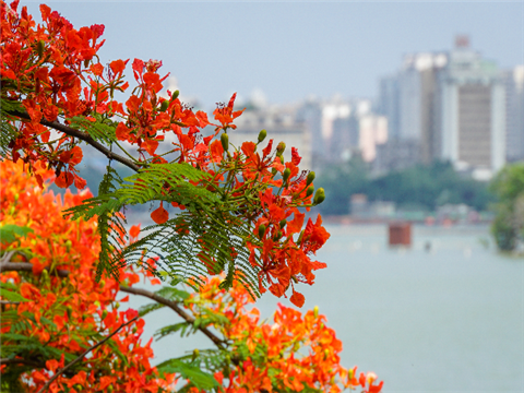 惠州市市花图片图片