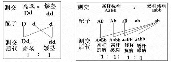 二,遗传图解的规范书写