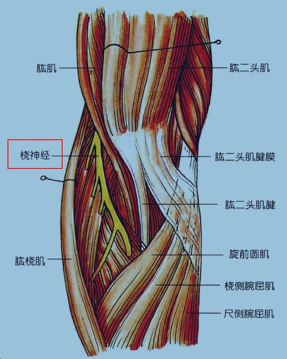 肘关节正侧位解剖图图片