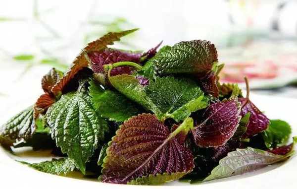 紫苏叶紫苏是餐桌上的奇特美味,也是流传千年的圣草名药