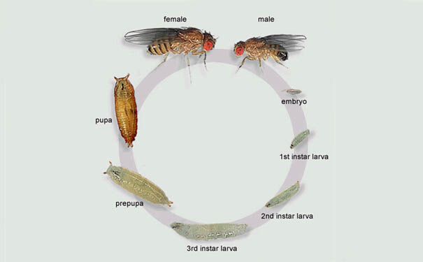 生活习性:果蝇一个完整的生活周期分为4个明显的时期,即卵→幼虫→蛹