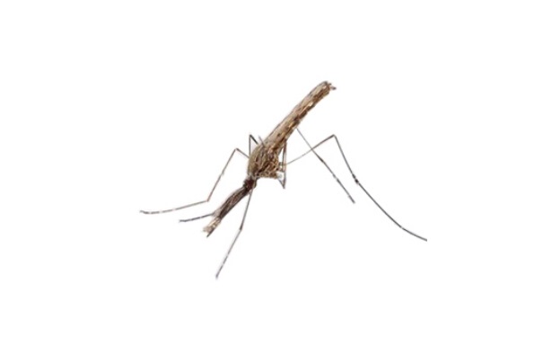 如何灭蚊子?2015最详细的描述
