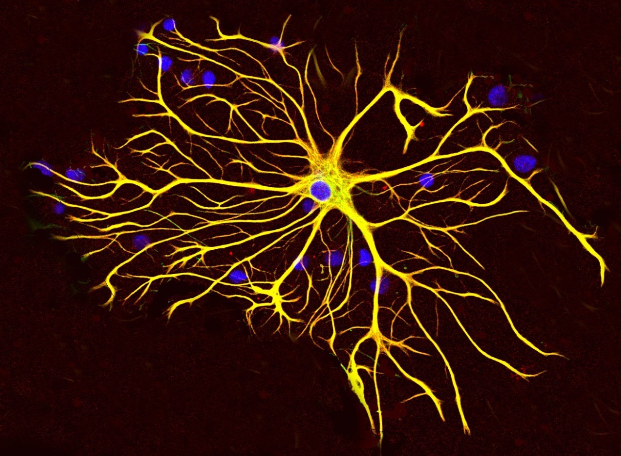 神经胶质细胞的新角色全球的神经科学实验室现在都开始使用这项技术