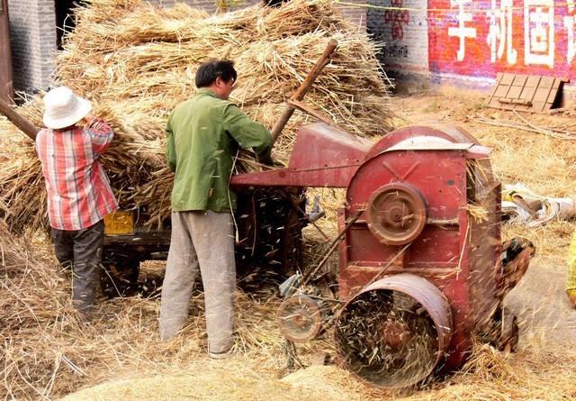 到了90年代初,一些地方有了打麦机,就不再使用牛,四轮车来碾场打麦