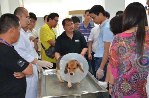 犬人工授精 未来前景广阔