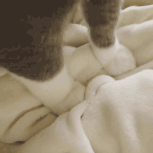 猫的爪子伸缩动图图片