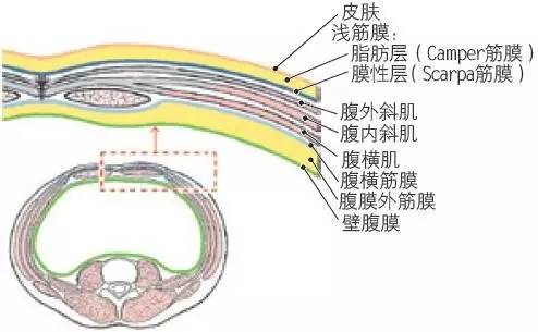该部位浅筋膜较特殊,其浅层为脂肪层,称camper筋膜,深层的膜性层称
