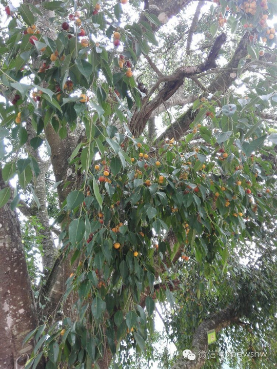 家旁边的大青树 风吹来 青树果瞬间满地静悄悄的家静悄悄的山村种着