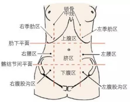 腹部的分区图片