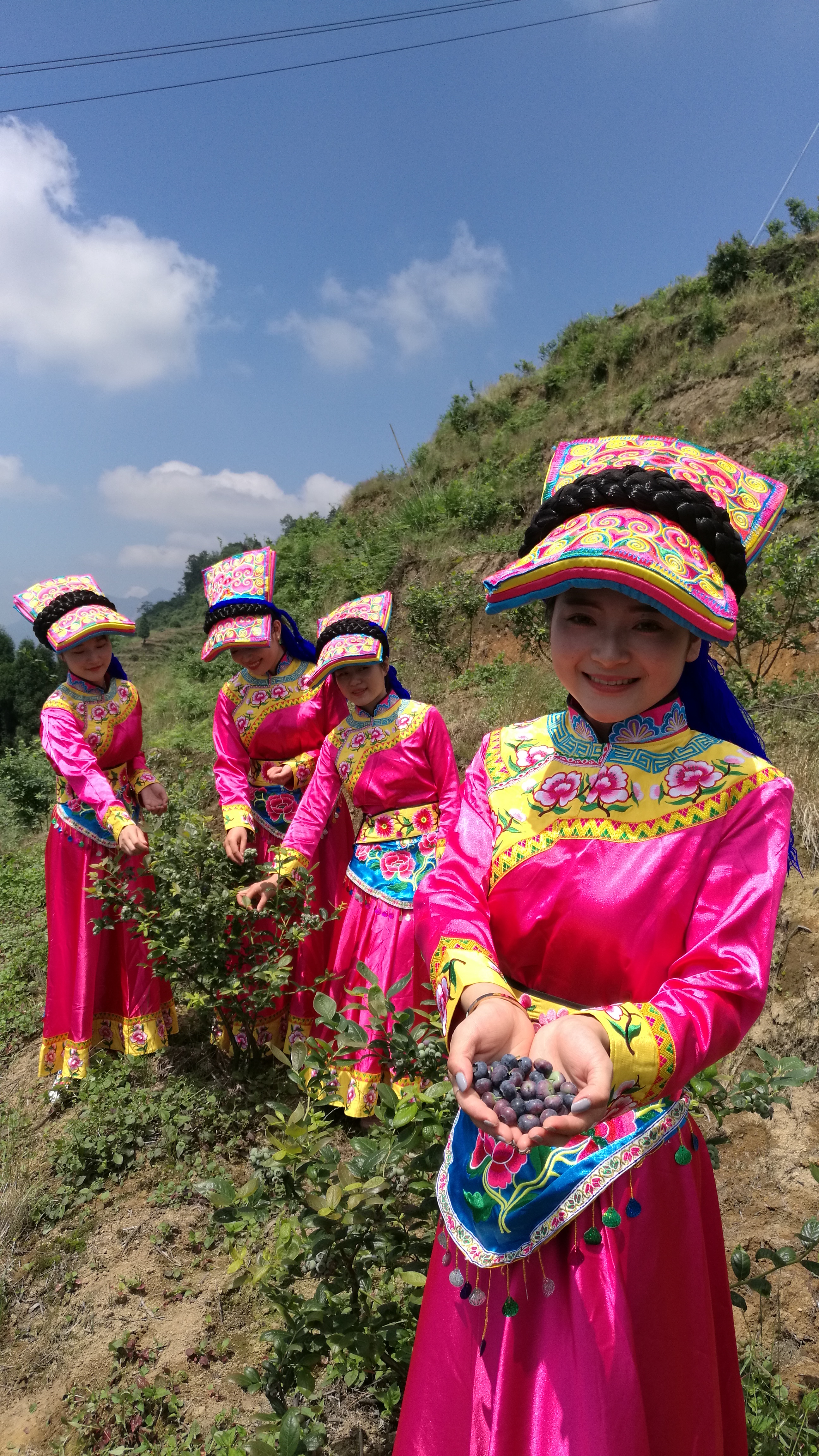 羌族姑娘与正在采摘高山蓝莓羌族姑娘与正在采摘高山蓝莓邛崃南宝山