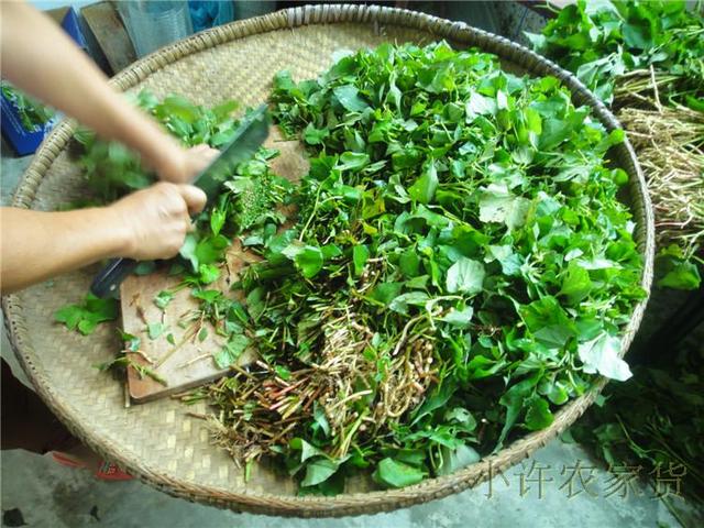 深山採摘中藥美食 這才個夏季必備涼茶美食