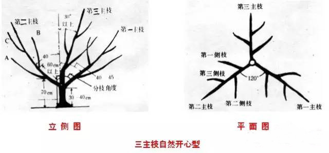 桃树修剪示意图图片