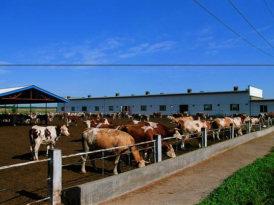100头养牛场规划100头养牛效益分析