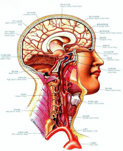 大脑后动脉图解图片