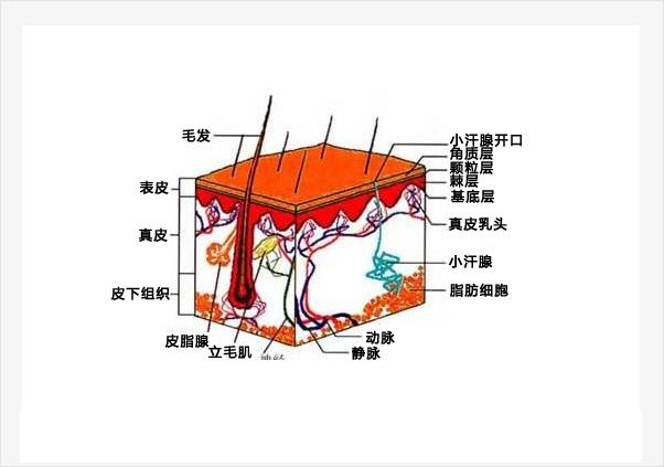 皮肤的概念及结构介绍-人体面积最大的器官