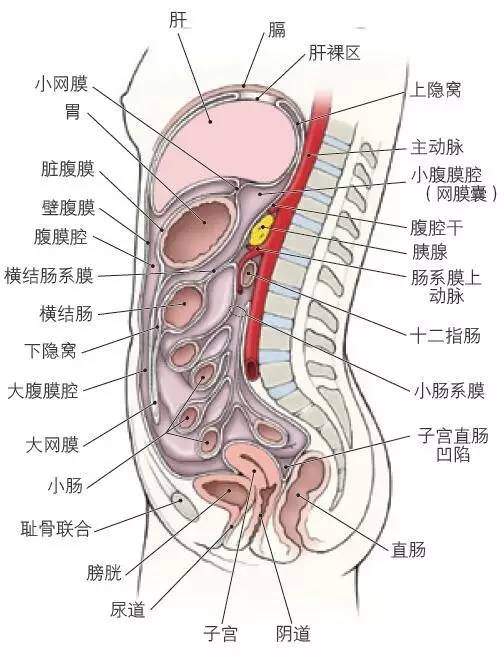 女性右下腹结构示意图图片