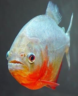 红腹食人鱼图片图片