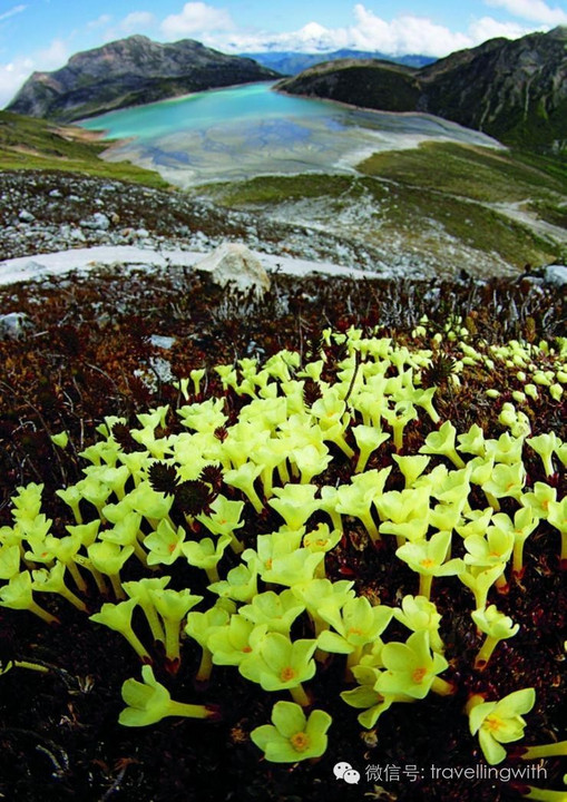 是石頭要開花的時候了潘發生彭建生綠絨蒿之旅招募