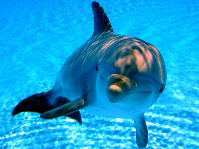 海豚有毒的鱼图片图片