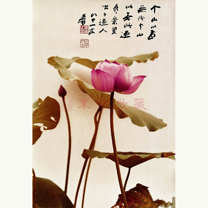 关于荷花绘画的题词图片