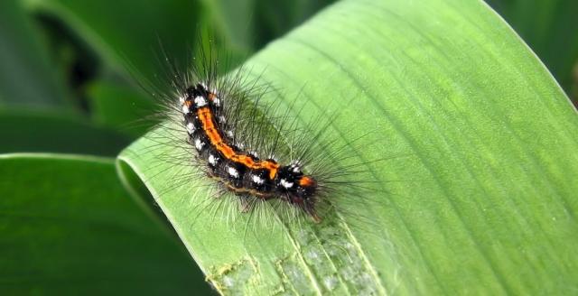 夏季最常见10种毒虫,懂了这些你就不怕被蜇伤了!