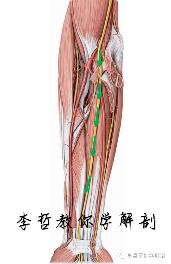 正中神经支配1支配旋前圆肌(蓝色)2支配桡侧腕屈肌(蓝色)3支配掌长肌