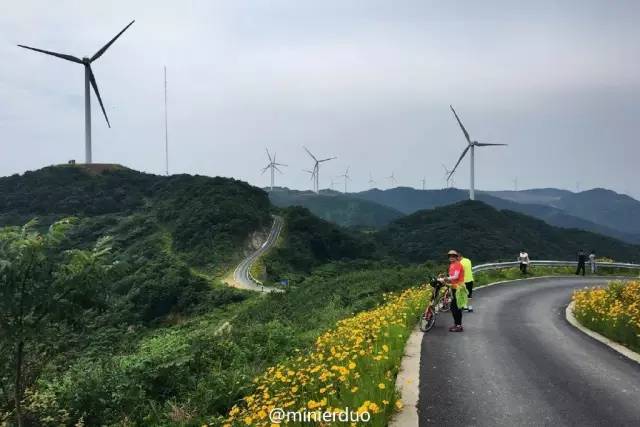 风车,花海,云雾……奉化境内有条最美公路!