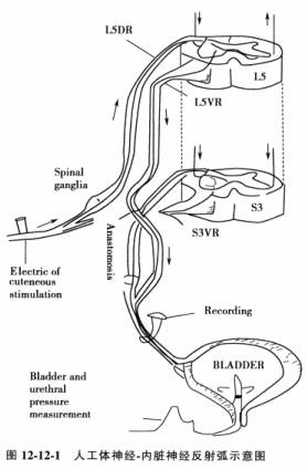 排尿反射弧图片