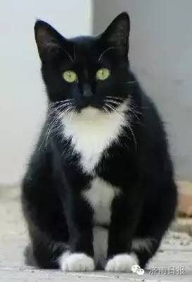 黑背白腹的猫图片