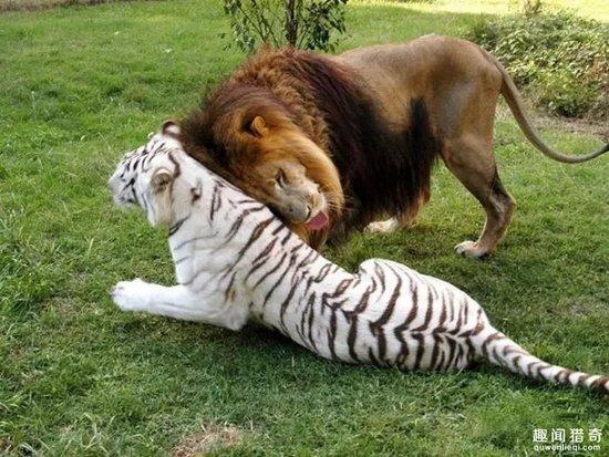 狮子爱上母老虎,这动作真够亲密!