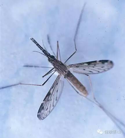 中华新蕈蚊图片